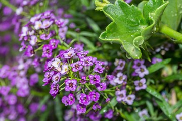 Blumen mit Regentropfen nach einem Sommerregen