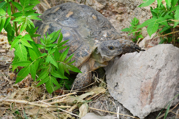 Testudo graeca tortoise - greek turtle in the park