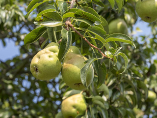 Pyrus communis. Poires et poiriers communs