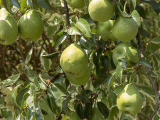 Pyrus communis. Poires et poiriers communs