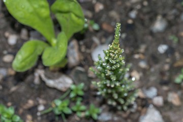 Blumen mit Regentropfen nach einem Sommerregen