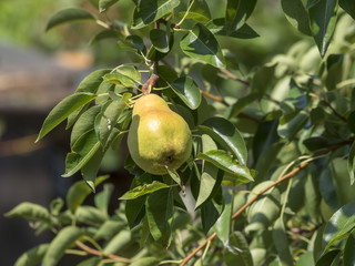 Pyrus communis. Poires et poiriers communs