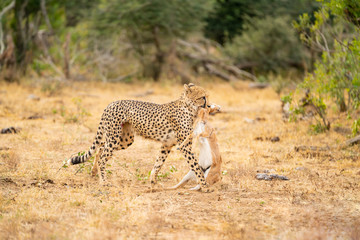 Cheetah is carrying the prey in his mouth after hunting at Kruger Nationalpark, South Africa