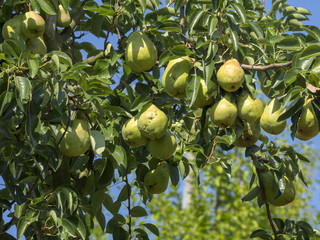 Pyrus communis. Poires et poiriers communs