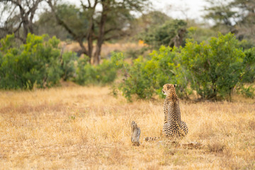 Cheetah is sitting and checking the environment at Kruger Nationalpark, South Africa