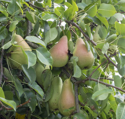 Pyrus communis. Poires et poiriers communs