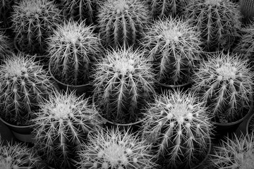 Cactus background. black white