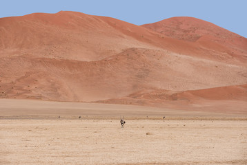 Desert Gemsbok