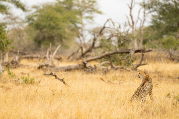 Obraz na płótnie Canvas Cheetah is checking the environment at Kruger Nationalpark, South Africa