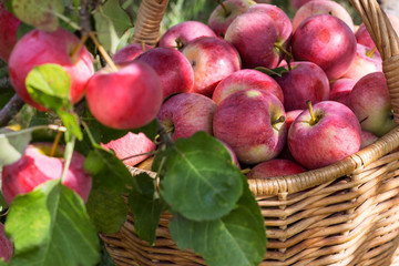 Harvest of the apples in the basket in early morning in the garden, agriculture and food concept