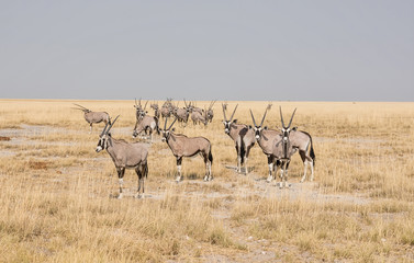 Obraz na płótnie Canvas Gemsbok Antelope