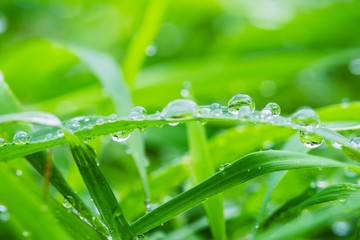 Fresh green grass with raindrops on leaf