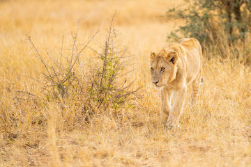 Young lion sneaks through the bush during a hunt at Kruger Nationalpark, South Africa