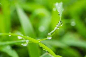 Fresh green grass with raindrops on leaf