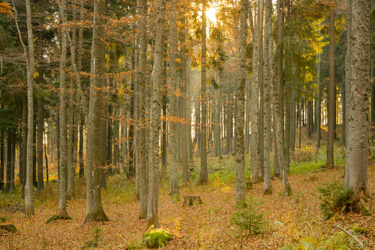 Dense forest in Polana mountain