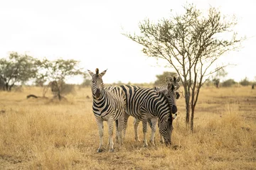 Türaufkleber Zebras stehen dicht beieinander im Krüger Nationalpark, Südafrika © Fabian Reinhardt