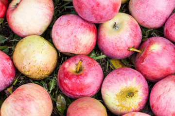 Apple background, food and agriculture concept