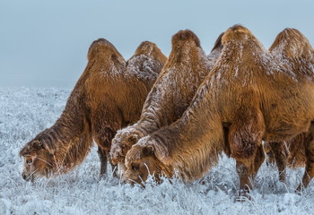 Camels in the winter Stavropol steppe. Pets in the steppe. The firm is on the shore of Lake Manych-Gudilo, south of Russia.