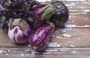 Ripe freshly picked up organic organic eggplant and basil on a wooden table.