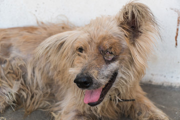 Old brown dog is blindness right eye.