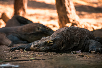Dragones de Komodo en la isla de Rincca, Indonesia.