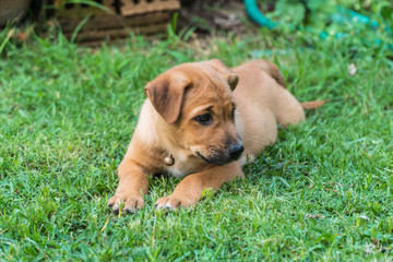 Fototapeta premium Puppy is sitting on the home garden.