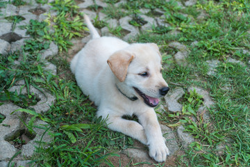 Puppy is sitting on the home garden.