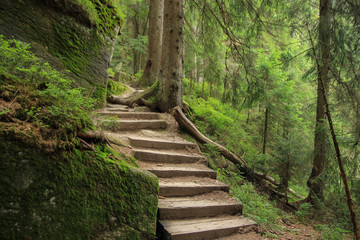 Kleiner Arbersee, National Park Bayerischer Wald, Treppe, Wald, Wanderweg