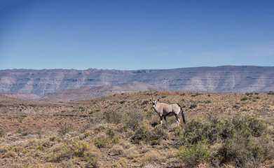 Gemsbok Antelope