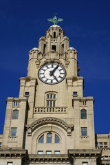 Fototapeta na wymiar Royal Liver building in Liverpool with clock view