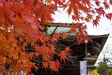 紅葉と神社