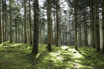 Forest Pathway