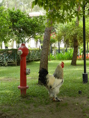 rooster and fire hydrant