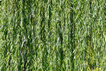 fresh, clean, green leaves of a tree, like a natural background