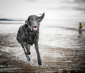 Flat Coat Retriever