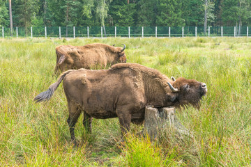 European bison ( Wisent, Zubr) in pasture in summer