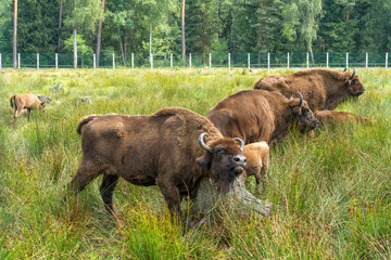 European bison ( Wisent, Zubr) in pasture in summer