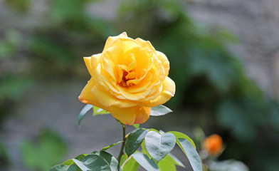 yellow rose blossomed in spring
