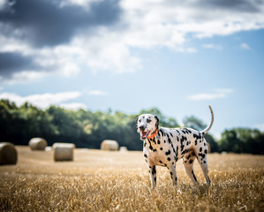 The Dalmatian