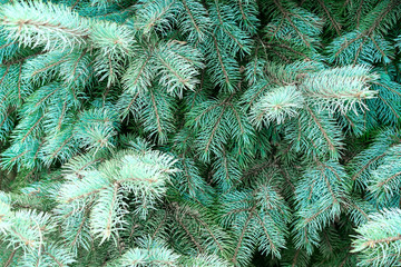 fresh, green spruce branches, natural background