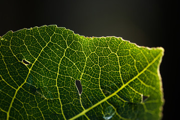 Aspen Macro