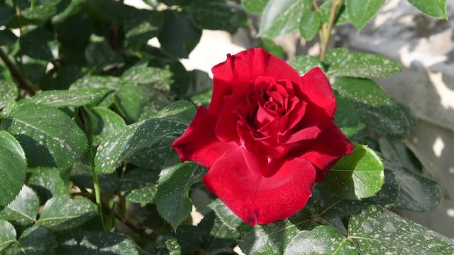 close up of beautiful red rose during spring season. 4K Ultra HD Video. Nikon D500