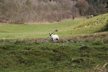 Sheep with Lamb