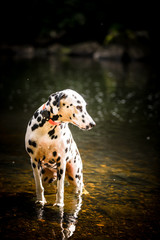 The Dalmatian