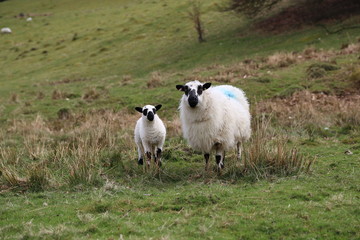 Sheep with Lamb