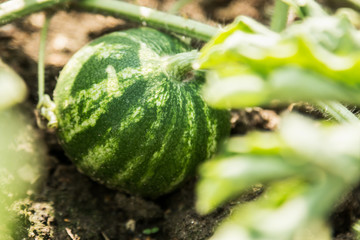 harvest of ripe watermelons on the melon on a summer day