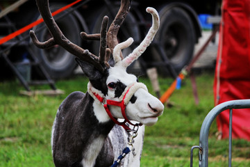 a circus reindeer Rangifer tarandus in a red bridle is tied next to a tent of a wandering circus...