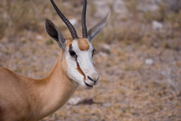 Springbok in Etosha National Park, Namibia