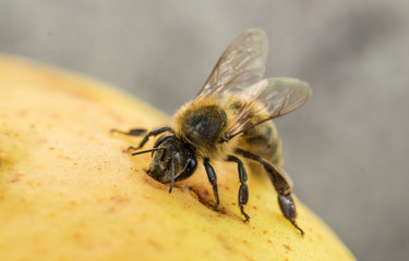 Honey bee drinks sweet juice of ripe apple