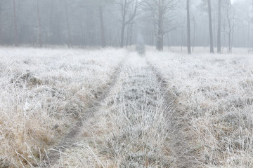 road into forest on misty frosty morning